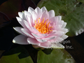 Darwin (Hollandia) - Double Pink Hardy Lily