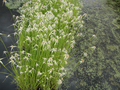 Dichromena colorata (star grass) bare root