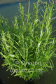 Dulichium arundinaceum (dwarf bamboo) gallon