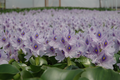 Eichhornia Crassipes  (Water Hyacinth)