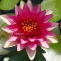 Ellisiana - Hardy Lily