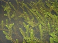 Elodea canadensis(Canadian anacharis) per Cup unbanded do NOT sell in California