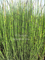 Equisetum hymale horsetail