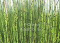 Equisetum hymale horsetail