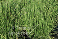 Equisetum scirpoides (dwarf horsetail) gallon