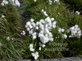 Eriophorum angustifolium (cotton grass) gallon