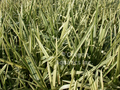 Glyceria maxima aquatica (var. manna grass) gallon ***ILLEGAL IN CALIFORNIA & WA