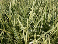 Glyceria maxima aquatica (variegated manna grass) bare root ***Illegal in Washin