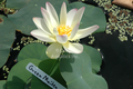 Green Maiden - Lotus Bare Root Tuber