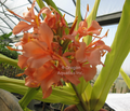 Hedychium Elizabeth - Pink Butterfly Ginger bare root