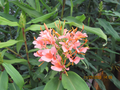 Hedychium Elizabeth Pink Butterfly Ginger gal pot