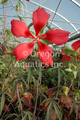 Hibiscus coccineus (Scarlet Rosemallow) gallon