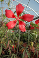 Hibiscus coccineus (Scarlet Rosemallow) bare root