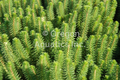 Hippuris species (feathery mares tail) gallon