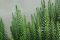 Hippuris vulgaris (mares tail) gallon