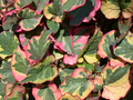 Houttuynia cordata Variegata (Chameleon plant) gallon