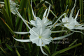 Hymenocallis liresome (spider lily) gallon