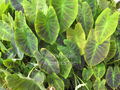 Colocasia antiquorum (imperial taro) gallon