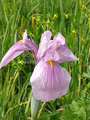 Iris ensata Rose Queen bare root