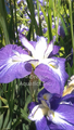 Iris ensata 'Violet'