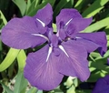 Iris laevigata 'Royal Cartwheel