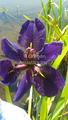 Iris Louisiana Black Gamecock gallon