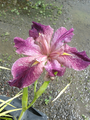 Iris Louisiana Cherry Bounce