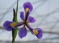 Iris versicolor (blue flag iris)