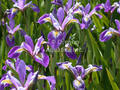 Iris versicolor Mountain Brook
