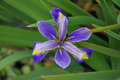 Iris virginica Purple Fan