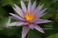 Islamorada - Purple day blooming tropical lily 4
