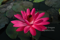 Jennifer Rebecca - Deep red night blooming tropical lily bare root