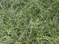 Juncus effusus Spiralis (corkscrew rush) gallon