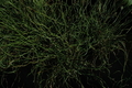 Juncus effusus 'Unicorn Variegata' (Variegated Giant Corkscrew Rush) bare root