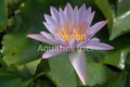 Key Largo day blooming trop lily bare root