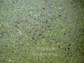 LEMNACEAE (DUCKWEED) 1/2 CUP