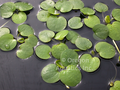 Limnobium spongia (American frogbit) do NOT sell in California!  Min.order (6)