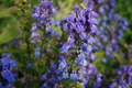 Lobelia syphilitica (Blue Lobelia) bare root