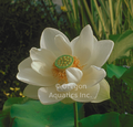 Alba Grandiflora - Lotus bare root tuber