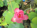 Maggie Belle Slocum - Lotus bare root tuber