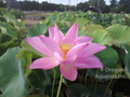 Maggie Belle Slocum lotus potted