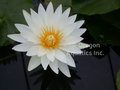 Marian Strawn - Day blooming tropical lily bare root