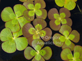 Marsilea mutica (variegated water clover)