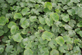 Marsilea drummondii (fuzzy water clover) gal pot