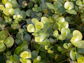 Marsilea mutica (variegated water clover) bare root