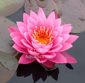 Mayla - Fuschia pink hardy lily bare root
