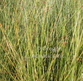 Juncus effusus Gold Strike (gold strike rush) gallon