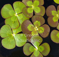 Marsilea mutica (variegated water clover) gallon grown emersed