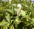 Saururus cernuus (lizard tail) gallon