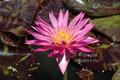 Miami Rose hot pink day blooming trop lily bare root